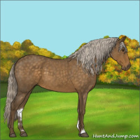 Horse Color:Chocolate Palomino Roan 