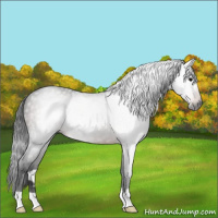 Horse Color:Gray Bay Rabicano 
