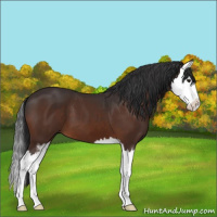 Horse Color:Brown Sabino Splash