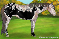 Horse Color:Nacre Bay Ice Sabino Frame Appaloosa
