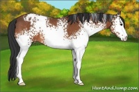 Horse Color:White Spotted Bay Appaloosa 