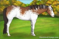 Horse Color:White Spotted Buckskin 