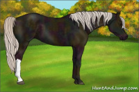 Horse Color:Midnight Silver Black 