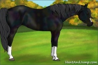 Horse Color:Midnight Black 