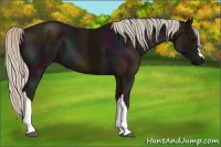 Horse Color:Midnight Silver Black 