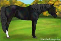 Horse Color:Midnight Black 