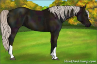 Horse Color:Midnight Silver Black 