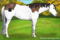 Horse Color:Bay Roan Splash Appaloosa