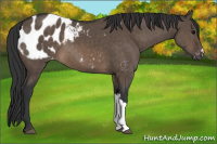 Horse Color:Brown Dun Appaloosa Brindle 