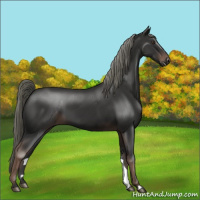 Horse Color:Liver Chestnut Mushroom 
