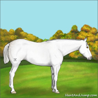 Horse Color:Gray Classic Cream Champagne Splash Appaloosa 