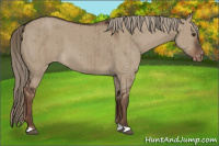 Horse Color:Liver Red Dun Appaloosa Brindle