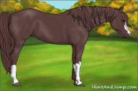 Horse Color:Chocolate Black