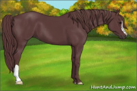 Horse Color:Chocolate Black