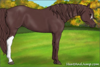 Horse Color:Chocolate Black