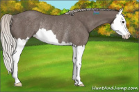 Horse Color:Silver Black Sabino Splash Rabicano