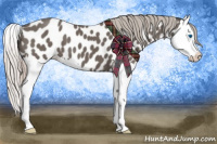 Horse Color:Silver Black Splash Appaloosa