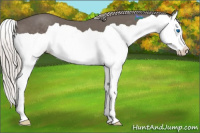 Horse Color:Silver Black Splash