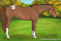 Horse Color:Chestnut Appaloosa 