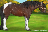 Horse Color:Brown Tobiano Appaloosa 