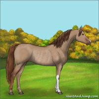 Horse Color:Red Dun Rabicano 