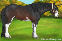 Horse Color:Brown Sabino 