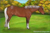 Horse Color:White Spotted Silver Brown 