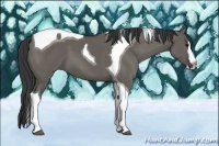 Horse Color:Grullo Splash Tobiano 