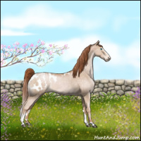 Horse Color:Buckskin Pearl Sabino Appaloosa