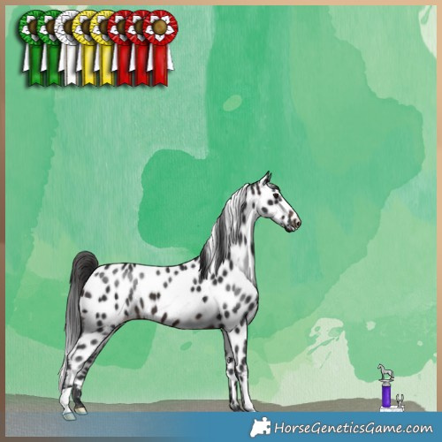 Horse Color:Brown Appaloosa 