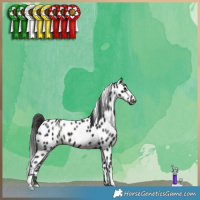 Horse Color:Brown Appaloosa