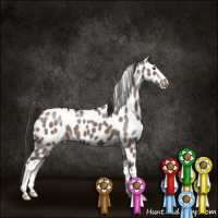 Horse Color:Liver Red Dun Appaloosa Brindle 