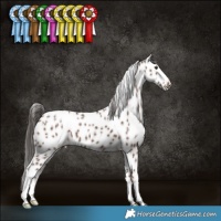 Horse Color:Liver Red Dun Leopard Brindle 