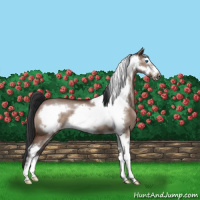 Horse Color:Bay Dun Sabino Frame 