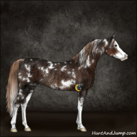 Horse Color:White Spotted Liver Chestnut Ice Splash Rabicano