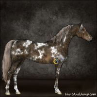 Horse Color:White Spotted Chocolate Palomino Ice 
