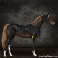 Horse Color:Liver Chestnut Ice 