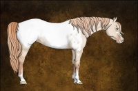 Horse Color:Gold Champagne Dun Sabino Appaloosa