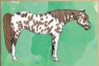 Horse Color:Liver Red Dun Appaloosa 