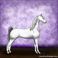 Horse Color:Brown Sabino Near Leopard 