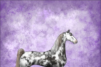 Horse Color:Liver Chestnut Sabino 