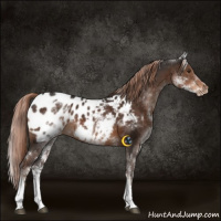 Horse Color:White Spotted Liver Chestnut Tobiano Blanket Rabicano 