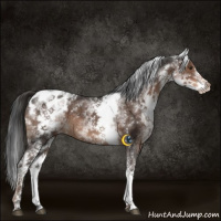 Horse Color:White Spotted Liver Chestnut Sabino Appaloosa Rabicano 