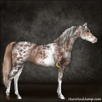 Horse Color:White Spotted Liver Chestnut Rabicano 