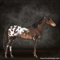 Horse Color:White Spotted Liver Chestnut Appaloosa Rabicano 