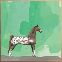 Horse Color:Gray Chocolate Palomino Roan Sabino Appaloosa 