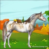 Horse Color:White Spotted Liver Red Dun Onyx Tobiano Rabicano Brindle 