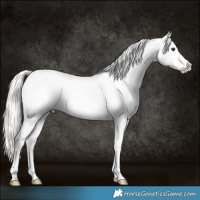 Horse Color:White Spotted Liver Red Dun Ice Mushroom Appaloosa Rabicano 