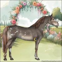 Horse Color:White Spotted Liver Red Dun Sabino 