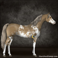 Horse Color:Chocolate Palomino Mushroom Sabino Rabicano 